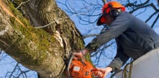 Rapallo, migliora l’uomo precipitato da un albero che stava potando alberi potati abbattuti