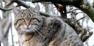 Caccia al Gatto Selvatico nel Parco del Beigua gatto selvatico