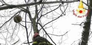 Velutina, la vespa killer per api (e umani) continua la sua avanzata in Liguria vespa velutina bracchetto