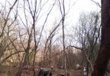 Creto, auto abbandonate nel bosco alla Curva del Perdono curva del perdono auto abbandonate Creto