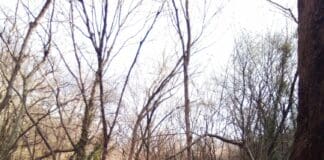 Creto, auto abbandonate nel bosco alla Curva del Perdono curva del perdono auto abbandonate Creto