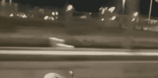 Una lepre in Sopraelevata a Genova, il video scatena polemiche e curiosità – VIDEO lepre in Sopraelevata