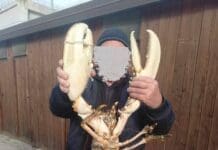 Pescatore di Prà cattura un astice da oltre 5 chili, la foto scatena polemiche astice record Prà