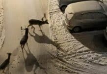 Daini per strada a Sarissola, scenari da Lapponia daini Sarissola