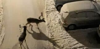 Daini per strada a Sarissola, scenari da Lapponia daini Sarissola