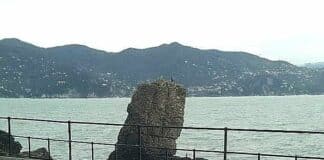 Addio al Pino della Carega – Il simbolo della resilienza ligure spazzato via dal vento Pino della Carega