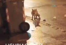 Genova, trovata morta la volpe malata di Oregina volpe san Teodoro