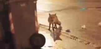 Una volpe affamata a spasso per San Teodoro – VIDEO volpe san Teodoro