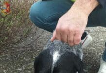 Cagnolina finisce sulla pista di atterraggio dell’aeroporto, salvata dalla Polizia di Frontiera