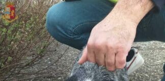 Cagnolina finisce sulla pista di atterraggio dell’aeroporto, salvata dalla Polizia di Frontiera