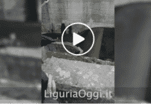 Capriolo finisce nel torrente, salvato dalle guardie ambientali – VIDEO