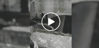 Capriolo finisce nel torrente, salvato dalle guardie ambientali – VIDEO