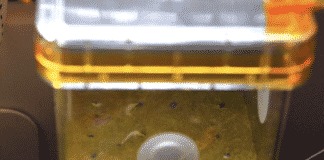 Sulla Stazione Spaziale Internazionale spuntano le prime piante di basilico