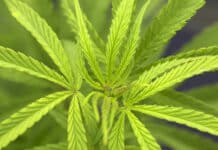 Canapa Sativa Legale, in Liguria cresce la coltivazione, Coldiretti: serve uniformità di legge nazionale cannabis sativa legale
