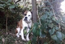 Cane legato ad un albero e abbandonato, caccia al padrone cane abbandonato via Pontevecchio