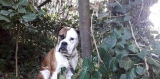 Cane legato ad un albero e abbandonato, caccia al padrone cane abbandonato via Pontevecchio