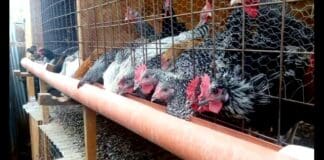 Allevava centinaia di animali in due appartamenti, medico nei guai galline