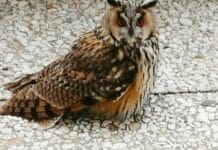 Week end tra Gufi, civette e antichi sentieri al Parco del Beigua Gufo Matitone