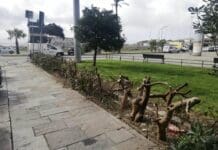 Siepi capitozzate in piazza Rossetti, potatura o esigenze di sicurezza? piazza Rossetti foce siepi