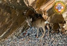 Capriolo bloccato in una caletta a Portovenere, salvato con un gommone