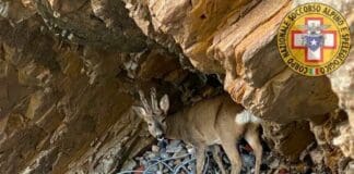 Capriolo bloccato in una caletta a Portovenere, salvato con un gommone