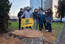 Alberi tagliati in via Casaregis, gli ambientalisti bloccano i lavori Brignole alberi tagliati