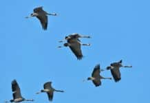 Gru in migrazione nei cieli della Liguria gru migrazione