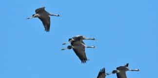 Migrazione delle Gru, gli stormi attraversano la Liguria gru migrazione