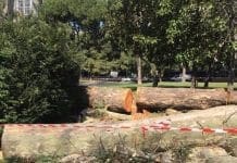 La strage di alberi a Brignole prosegue, lettera aperta del Circolo Nuova Ecologia di Legambiente alberi abbattuti Brignole
