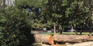 Genova, pini secolari da abbattere a Brignole, il Comune rifiuta il confronto? alberi abbattuti Brignole