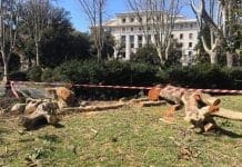 Strage di alberi secolari a Brignole, divampa la protesta sul web alberi abbattuti Brignole