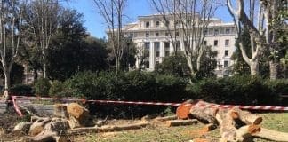 Strage di alberi secolari a Brignole, divampa la protesta sul web alberi abbattuti Brignole