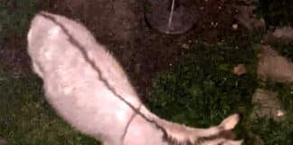 Asina dispersa a Nervi, le ricerche in corso asina Camilla Nervi