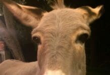 Ritrovata Camilla, l’asina fuggiasca di Nervi Camilla asina Nervi