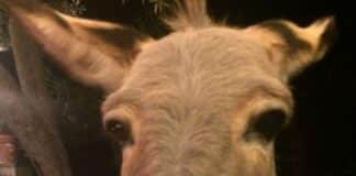 Ritrovata Camilla, l’asina fuggiasca di Nervi Camilla asina Nervi