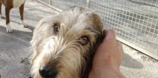 Al Mercatino di San Nicola sfilano i cani del Canile Municipale Monte Contessa canile san Venario La Spezia