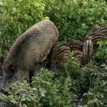 Peste suina in Liguria, OSA: continua ad estendersi, i fucili non bastano cinghiali bisagno