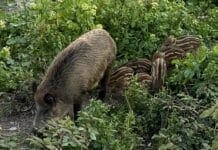 Peste suina, ecco l’elenco di tutti i Comuni interessati dai divieti in Liguria e Piemonte cinghiali bisagno