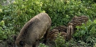 Cinghiali in città, nuove cucciolate nel Bisagno – VIDEO cinghiali bisagno
