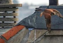 Animali in città, un gheppio vola tra i tetti di Coronata gheppio