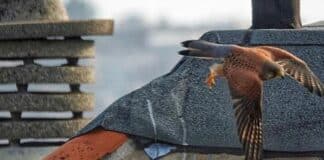 Animali in città, un gheppio vola tra i tetti di Coronata gheppio