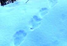 Orso in Val Vobbia? Qualche anno fa c’è chi vide una pantera ma le impronte sono di un tasso orme di tasso