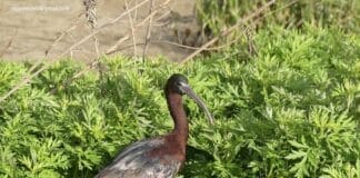 Due Mignattai nel torrente Sturla mignattai Sturla