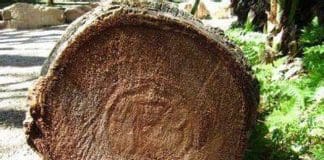 San Fruttuoso – Abbattuta una palma nel parco di villa Imperiale, ancora proteste palma tronco tagliato