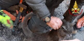 Gatto rimane incastrato in un tubo interrato, salvato dai Vigili del Fuoco