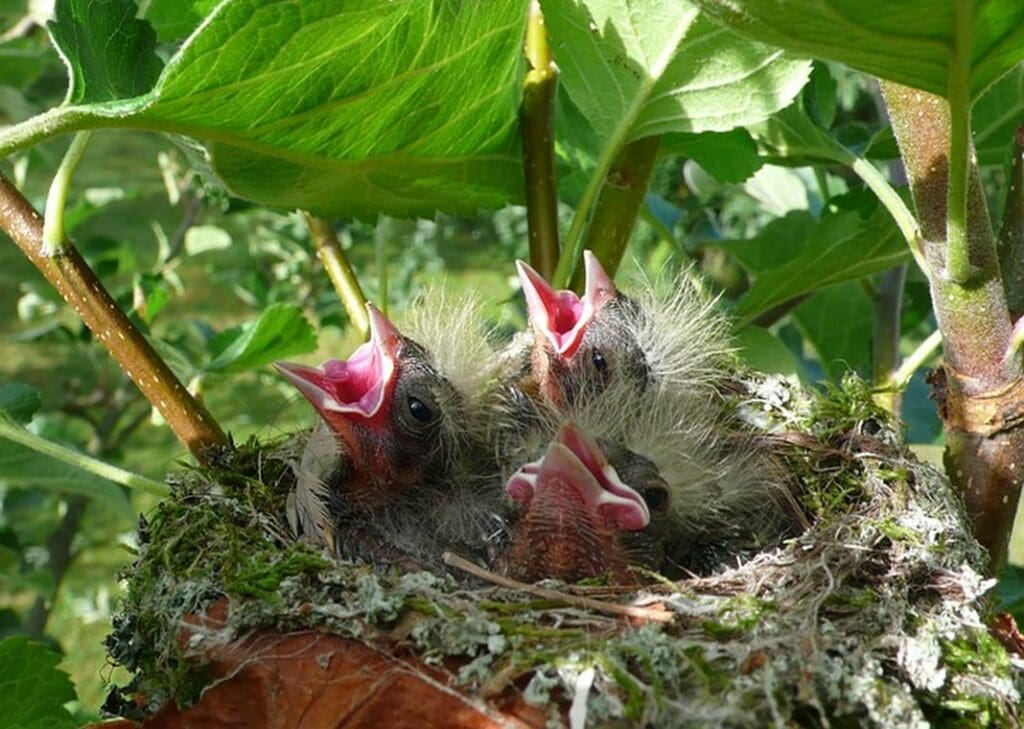 nido uccelli