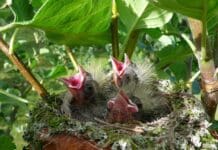 Strage di alberi a Genova, OIPA: potature e sfalci uccidono i nidiacei, chiamare i carabinieri forestali nido uccelli