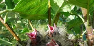 Strage di alberi a Genova, OIPA: potature e sfalci uccidono i nidiacei, chiamare i carabinieri forestali nido uccelli