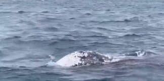 Wally, la balena grigia nuota verso ponente ma i ricercatori temono per la sua salute balena grigia Wally