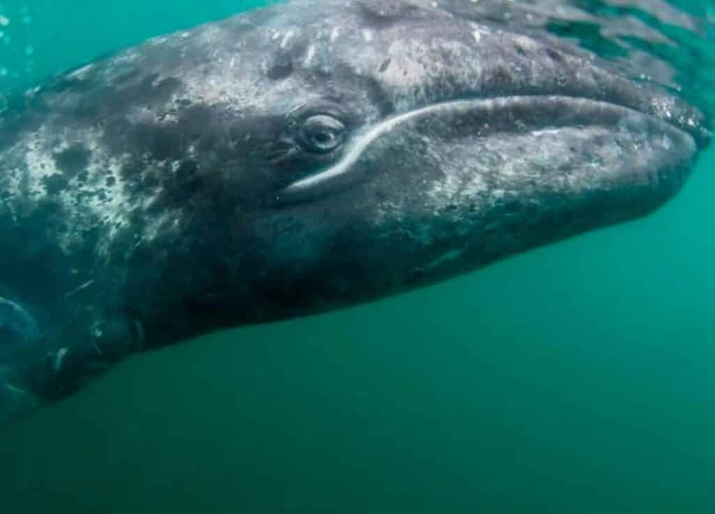 Balena grigia liguria